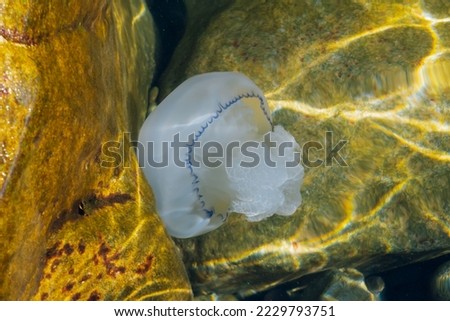 Rhizostomae. Jellyfish of the Black Sea.