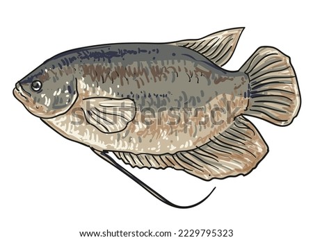 hand drawn fish collection background element set vector illustration clip art
