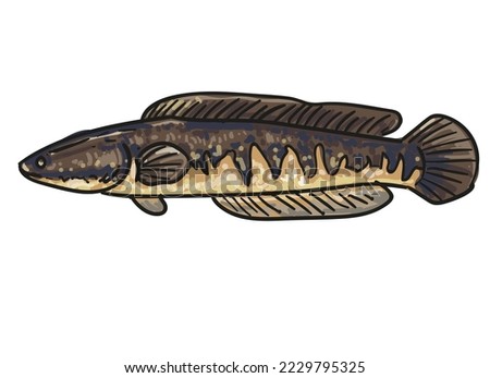 hand drawn fish collection background element set vector illustration clip art