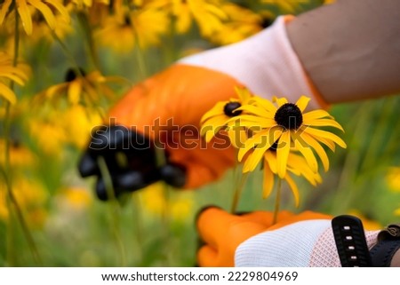 Florist cultivates, grows beautiful flowers of orange and yellow colors Rudbeckia fulgida, in his garden, gloved hands close-up.