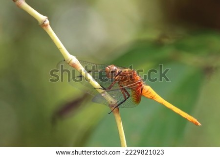 Scarlet Skimmer Dragonfly on a stem or leaf