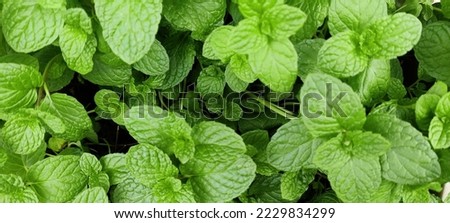 selective focus picture of spearmint. Wallpaper picture 