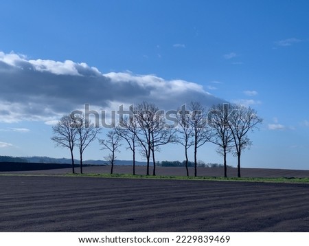 field and forest in spring