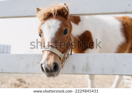 a pony in hangzhou zoo