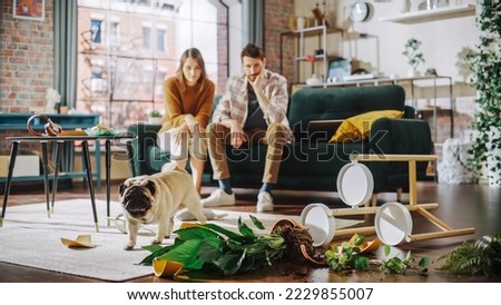 Funny Moment: Pug Dog Runs Away After Ruining Potted Flower by Overturning it and Making Mess in the Whole Apartment. Couple Sitting on Couch with look of Disbelief, Frustration. Cute Silly Puppy Royalty-Free Stock Photo #2229855007