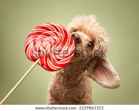 funny dog with candy on a green background. Happy red little poodle in studio 