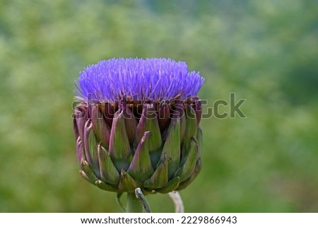 Colorful flower of wild artichoke in foreground, early summer