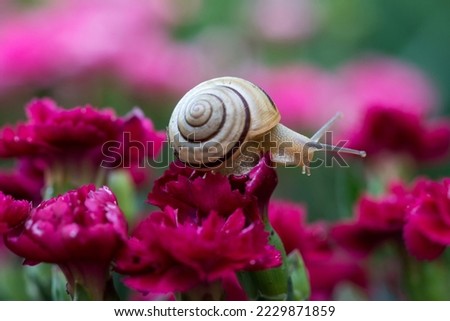 Close-up of a snail on blooming carnations in a spring garden - selective focus, space for text