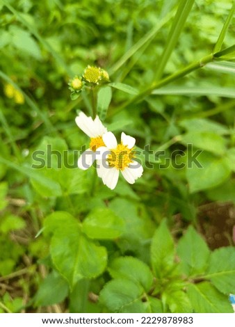 wild flowers with white petals and yellow pollen as it center selected focus green blur background