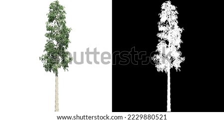 European Aspen Tree isolated on white background with alpha clipping mask Royalty-Free Stock Photo #2229880521