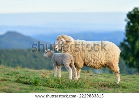 Sheep on the meadow at Doi Chang. Royalty-Free Stock Photo #2229883815