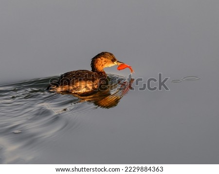 Little Grebe swimming and holding a goldfish 