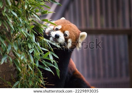 Cute red panda with fluffy fur
