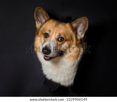 funny smart corgi puppy peeking out of a torn hole on a background of black insulated paper and smiling
