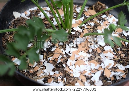 Egg shells on a plant beneficial for plant fertilizers and pests deterrent Royalty-Free Stock Photo #2229906831