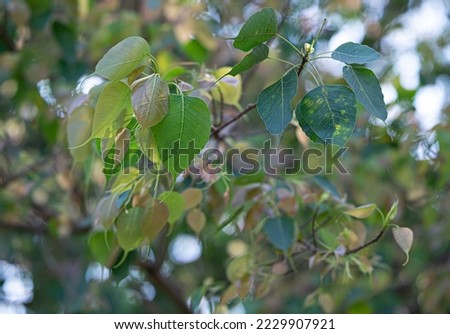 Beautiful Green Bo leaf on Background ,Leaves of Buddhism concept- Sri Lanka