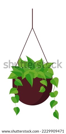 Home plant in flowerpot isolated on white background