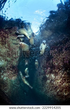 A group of sea lions play in a reef crevice while I get close to capture their behavior photographically.  