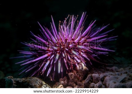 Top lighting of a common purple sea urchin on a reef at California's Channel Islands National Park brings out its true beauty. Royalty-Free Stock Photo #2229914229
