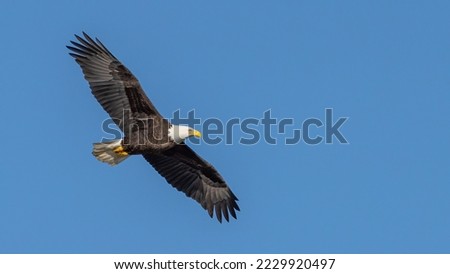 Bald Eagle in flight with a blue sky