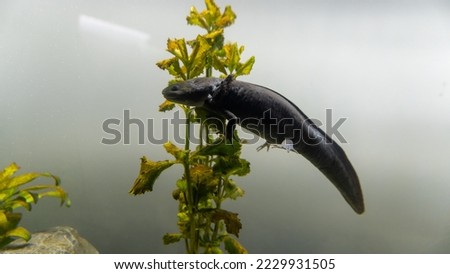 Axolotl aquarium, salamander, nature, tank