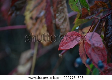 red leaves of a bush of wild grapes on a green background, on a bright sunny day on a concrete background, dark red leaves after rain, the texture of autumn trees on a background of bokeh in the city	