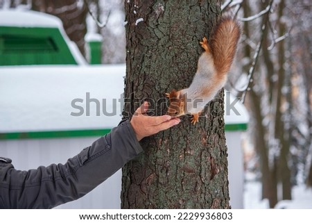 Squirrel in a winter park