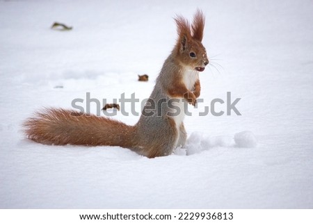 Squirrel in a winter park