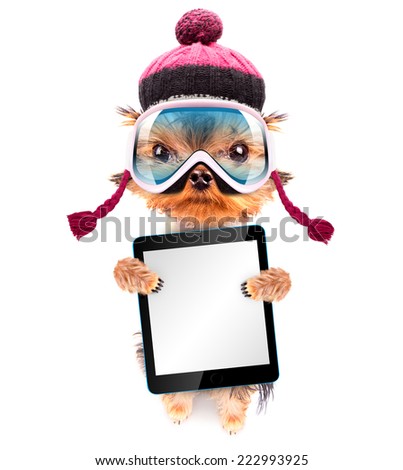 dog  dressed as skier isolated holding a blank tablet pc 