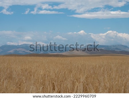 Ripe golden wheat ready for harvest in Central Montana with the Rocky Mountains in the distance and blue skies with scattered clouds above. Royalty-Free Stock Photo #2229960709