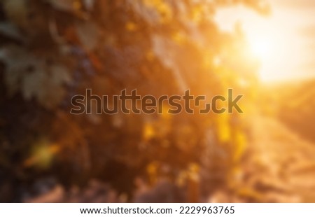 Abstract defocused blured background Ripe blue grapes growing in vineyard at sunset time, selective focus. Vineyards grape at sunset in autumn harvest. Winemaking concept. Beautiful grapes ready for