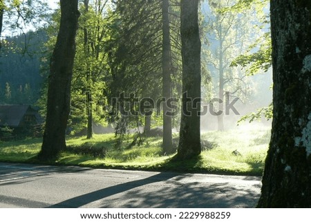 June morning with fog in the Tatra Mountains