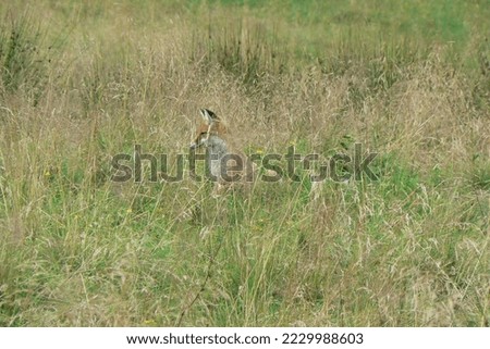 Fox in a green meadow in Tatra Mountains