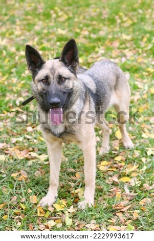 German shepherd dog full body photo on green grass background