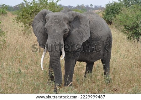 Pictures of animals in Tanzania, nature.