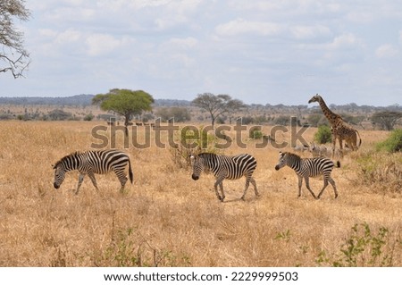 Pictures of animals in Tanzania, nature.