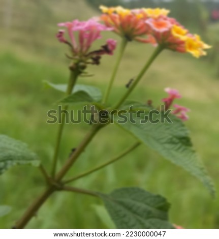 very beatiful flower and the ant in the flower blur and motion blur images