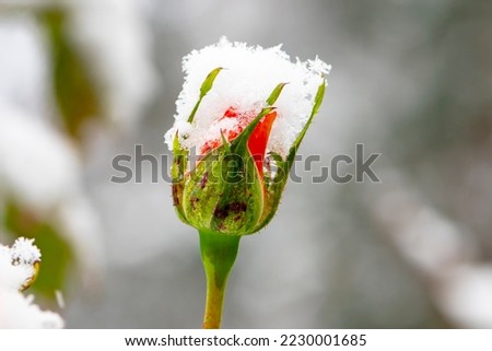 An unopened bud of a red rose is covered with the first snow on a blurred neutral background of nature. Snowfall and high precipitation in winter, the beginning of the heating season.