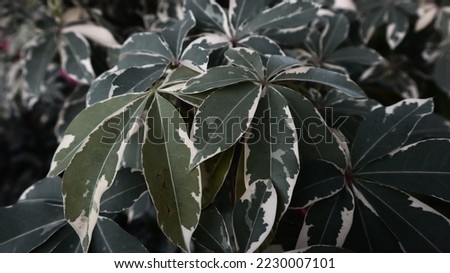 Photo of green cassava leaves with white markings on the leaves