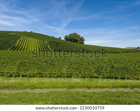 For kilometers you can see vineyards on the way in Bavaria.
