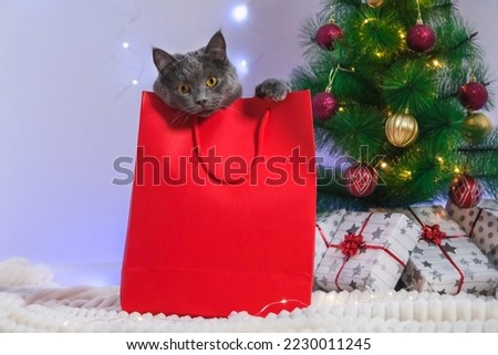 A grey chartreux cat look out of a red gift wrapping bag. A cat on the background of a Christmas tree, garlands, gifts. Neon bokeh. New Year 2023 and Christmas concept. Cute gray cat.