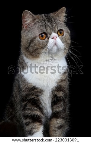 Domestic breed and pedigree cats