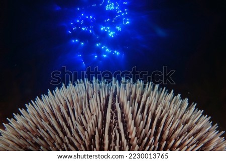 under water macro  urchin image