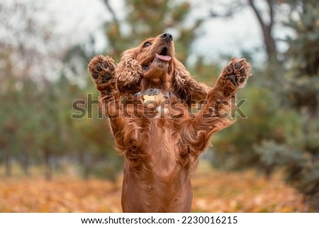 the red spaniel dog jumped up and raised both paws up against the background of autumn leaves Royalty-Free Stock Photo #2230016215