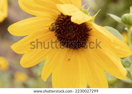 A sunflower with raindrops weighing down it's petals hosts a bee and a small ant.