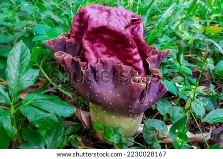 Suweg flower (Amorphophallus paeoniifolius) grows in Asian forests. belongs to the family with the giant corpse flower (Amorphophallus titanum)