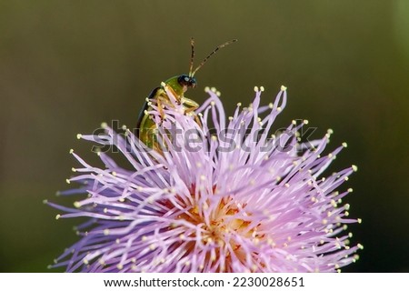 Cucumber beetles and Mimosa pudica photographed in Conceicao da Barra, Espírito Santo - Southeast of Brazil. Atlantic Forest Biome. Picture made in 2011."