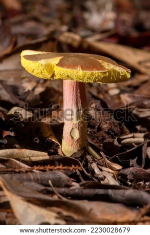 Mushroom photographed in Itaunas, EspIrito Santo - Southeast of Brazil. Atlantic Forest Biome. Picture made in 2009."