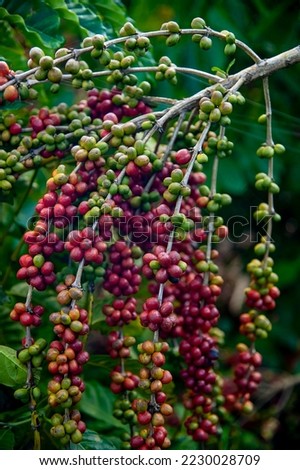 Coffee fruitphotographed in Itaunas, EspIrito Santo - Southeast of Brazil. Atlantic Forest Biome. Picture made in 2009."