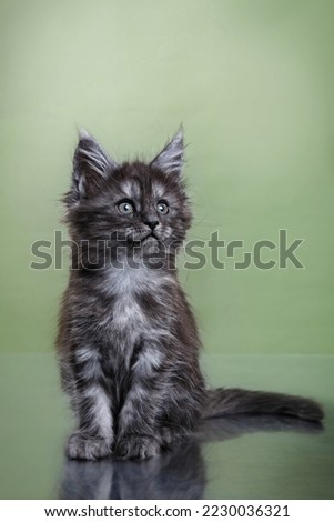 Maine Coon Kitten on a green background. striped cat portrait in studio